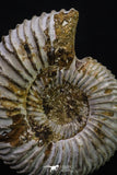20311 - Top Beautiful 1.53 Inch Perisphinctes virguloides Late Jurassic Ammonite - Madagascar