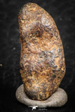 07427 - Agoudal Imilchil Iron IIAB Meteorite 7.0g Collector Grade