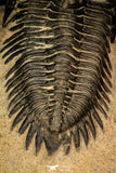 30252 - Well Preserved 1.90 Inch Metacanthina issoumourensis Lower Devonian Trilobite