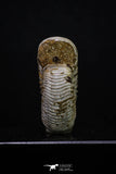 20311 - Top Beautiful 1.53 Inch Perisphinctes virguloides Late Jurassic Ammonite - Madagascar