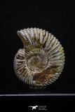 20311 - Top Beautiful 1.53 Inch Perisphinctes virguloides Late Jurassic Ammonite - Madagascar