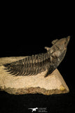 30252 - Well Preserved 1.90 Inch Metacanthina issoumourensis Lower Devonian Trilobite