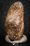 07427 - Agoudal Imilchil Iron IIAB Meteorite 7.0g Collector Grade