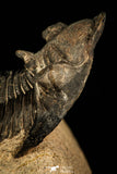 30252 - Well Preserved 1.90 Inch Metacanthina issoumourensis Lower Devonian Trilobite