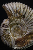 20311 - Top Beautiful 1.53 Inch Perisphinctes virguloides Late Jurassic Ammonite - Madagascar