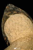 30252 - Well Preserved 1.90 Inch Metacanthina issoumourensis Lower Devonian Trilobite