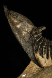 30252 - Well Preserved 1.90 Inch Metacanthina issoumourensis Lower Devonian Trilobite