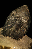 30252 - Well Preserved 1.90 Inch Metacanthina issoumourensis Lower Devonian Trilobite