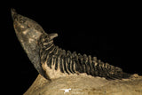 30252 - Well Preserved 1.90 Inch Metacanthina issoumourensis Lower Devonian Trilobite