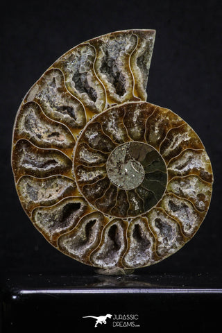 20312 - Cut & Polished 2.52 Inch Cleoniceras sp Lower Cretaceous Ammonite Madagascar - Agatized