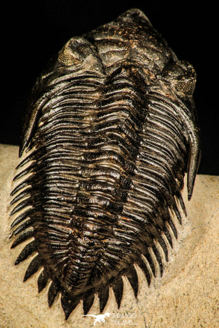 30253 - Top Beautiful 1.89 Inch Metacanthina issoumourensis Lower Devonian Trilobite