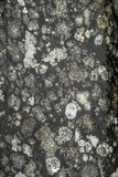 21362 - Rare NWA Unclassified Carbonaceous Chondrite CV3 19.5g with Fresh Fusion Crust