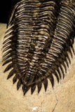 30253 - Top Beautiful 1.89 Inch Metacanthina issoumourensis Lower Devonian Trilobite