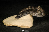 30253 - Top Beautiful 1.89 Inch Metacanthina issoumourensis Lower Devonian Trilobite