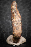 07428 - Agoudal Imilchil Iron IIAB Meteorite 5.0g Collector Grade