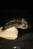 30253 - Top Beautiful 1.89 Inch Metacanthina issoumourensis Lower Devonian Trilobite