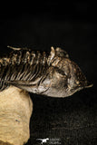 30253 - Top Beautiful 1.89 Inch Metacanthina issoumourensis Lower Devonian Trilobite