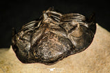 30253 - Top Beautiful 1.89 Inch Metacanthina issoumourensis Lower Devonian Trilobite