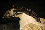 30253 - Top Beautiful 1.89 Inch Metacanthina issoumourensis Lower Devonian Trilobite