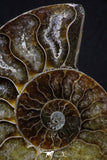 20313 - Cut & Polished 2.53 Inch Cleoniceras sp Lower Cretaceous Ammonite Madagascar - Agatized