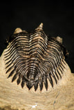 30253 - Top Beautiful 1.89 Inch Metacanthina issoumourensis Lower Devonian Trilobite