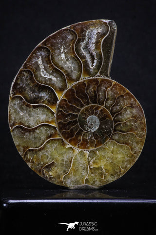 20313 - Cut & Polished 2.53 Inch Cleoniceras sp Lower Cretaceous Ammonite Madagascar - Agatized