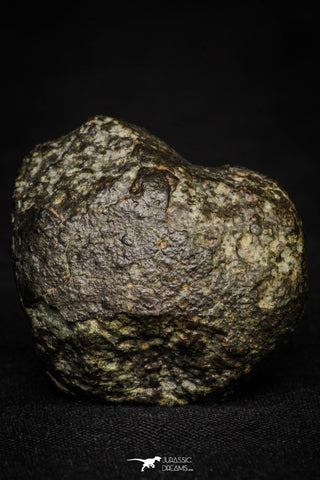 21363 - Almost Complete NWA 869 Ordinary Chondrite L3-6 Regolith Breccia Meteorite 54.5g