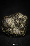 21363 - Almost Complete NWA 869 Ordinary Chondrite L3-6 Regolith Breccia Meteorite 54.5g