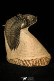 30254 - Top Quality 1.41 Inch Metacanthina issoumourensis Lower Devonian Trilobite