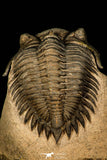 30254 - Top Quality 1.41 Inch Metacanthina issoumourensis Lower Devonian Trilobite