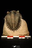 30254 - Top Quality 1.41 Inch Metacanthina issoumourensis Lower Devonian Trilobite
