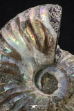20313 - Cut & Polished 2.53 Inch Cleoniceras sp Lower Cretaceous Ammonite Madagascar - Agatized