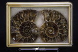 20314 - Cut & Polished 2.38 Inch Cleoniceras sp Lower Cretaceous Ammonite Madagascar - Agatized