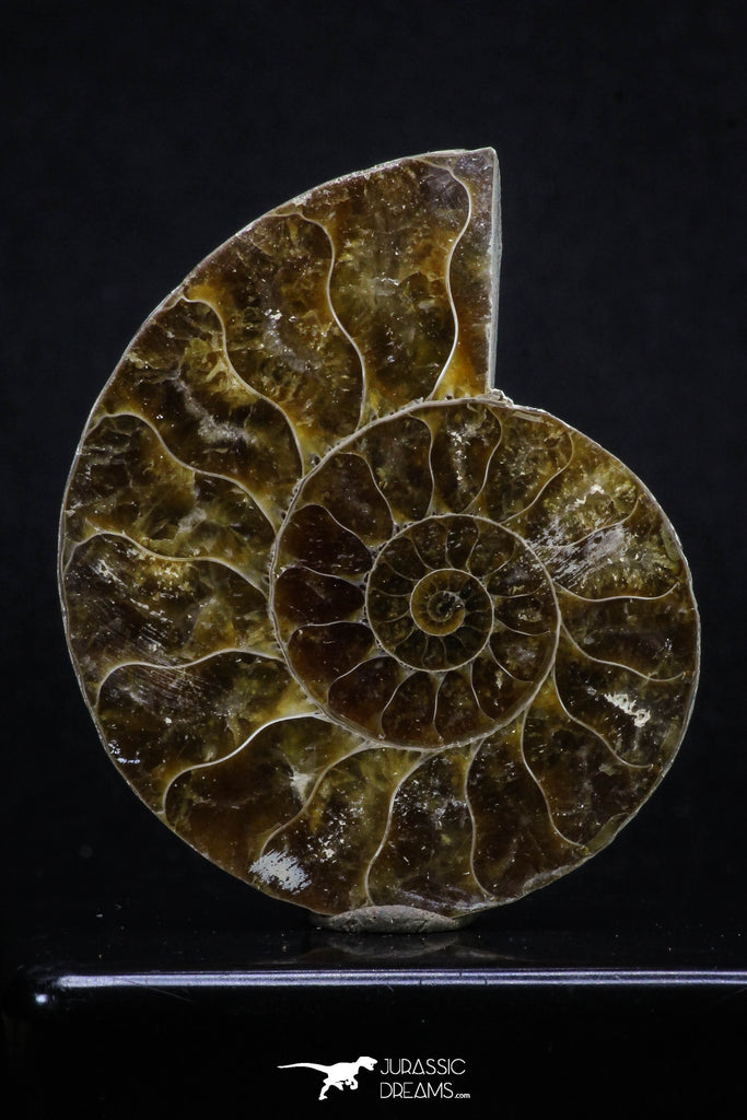 20314 - Cut & Polished 2.38 Inch Cleoniceras sp Lower Cretaceous Ammonite Madagascar - Agatized