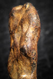 07430 - Agoudal Imilchil Iron IIAB Meteorite 4.0g Collector Grade