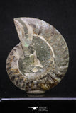 20314 - Cut & Polished 2.38 Inch Cleoniceras sp Lower Cretaceous Ammonite Madagascar - Agatized