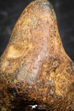 07431 - Agoudal Imilchil Iron IIAB Meteorite 5.0g Collector Grade