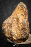 07431 - Agoudal Imilchil Iron IIAB Meteorite 5.0g Collector Grade