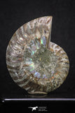 20314 - Cut & Polished 2.38 Inch Cleoniceras sp Lower Cretaceous Ammonite Madagascar - Agatized