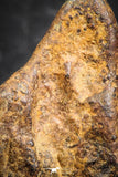 07431 - Agoudal Imilchil Iron IIAB Meteorite 5.0g Collector Grade
