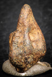 07431 - Agoudal Imilchil Iron IIAB Meteorite 5.0g Collector Grade