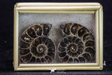 20315 - Cut & Polished 1.46 Inch Cleoniceras sp Lower Cretaceous Ammonite Madagascar - Agatized