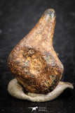 07431 - Agoudal Imilchil Iron IIAB Meteorite 5.0g Collector Grade