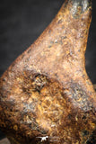 07431 - Agoudal Imilchil Iron IIAB Meteorite 5.0g Collector Grade