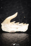 05016 - Beautiful Well Preserved 0.53 Inch Weltonia ancistrodon Shark Tooth