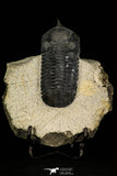 30256 - Well Prepared "Flying" 2.20 Inch Morocconites malladoides Middle Devonian Trilobite