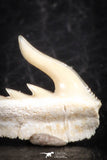 05016 - Beautiful Well Preserved 0.53 Inch Weltonia ancistrodon Shark Tooth