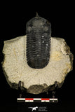 30256 - Well Prepared "Flying" 2.20 Inch Morocconites malladoides Middle Devonian Trilobite