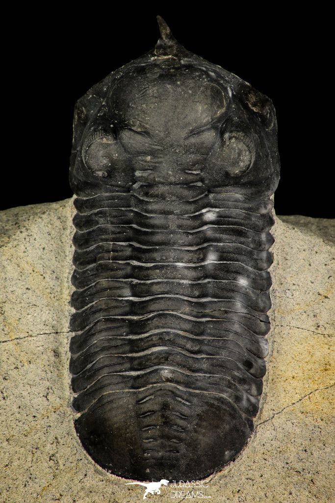 30256 - Well Prepared "Flying" 2.20 Inch Morocconites malladoides Middle Devonian Trilobite