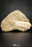 07432 - Collector Grade 1.45 Inch Notidanodon loozi (Cow Shark) Tooth in Matrix
